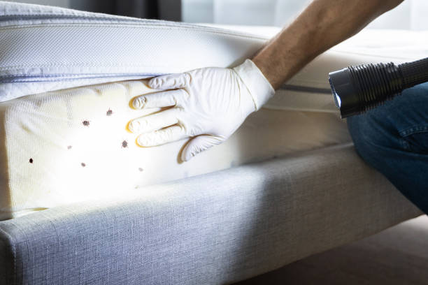 Best Wasp Removal Services  in Briarcliff, TX