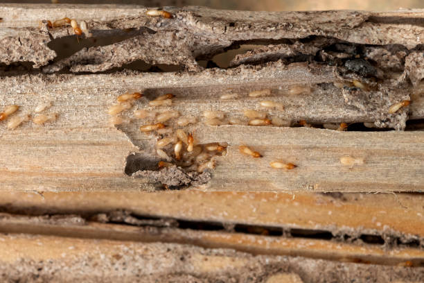 Best Pest Control Near Me  in Briarcliff, TX